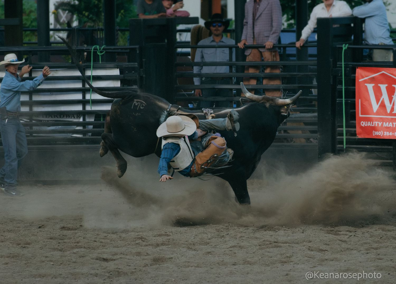 A bull rider is thrown from a bucking black bull in a cloud of dust at a rodeo.