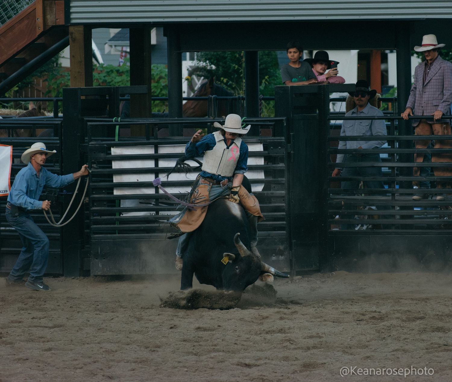 A cowboy rides a bucking bull as it falls to the ground in a rodeo arena.