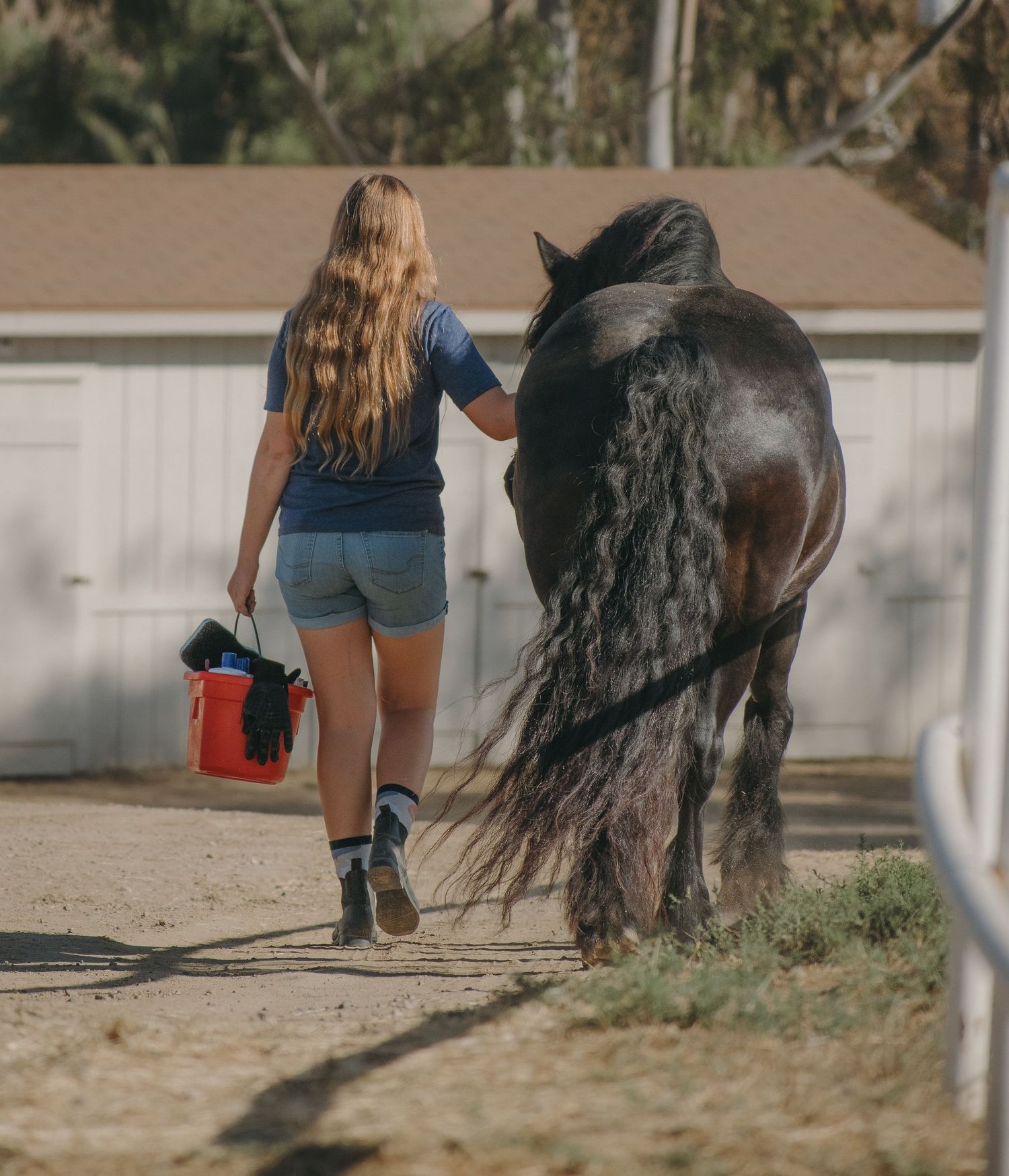Young blonde woman in denim shorts walks alongside a dark horse, carrying a red bucket near a stable.