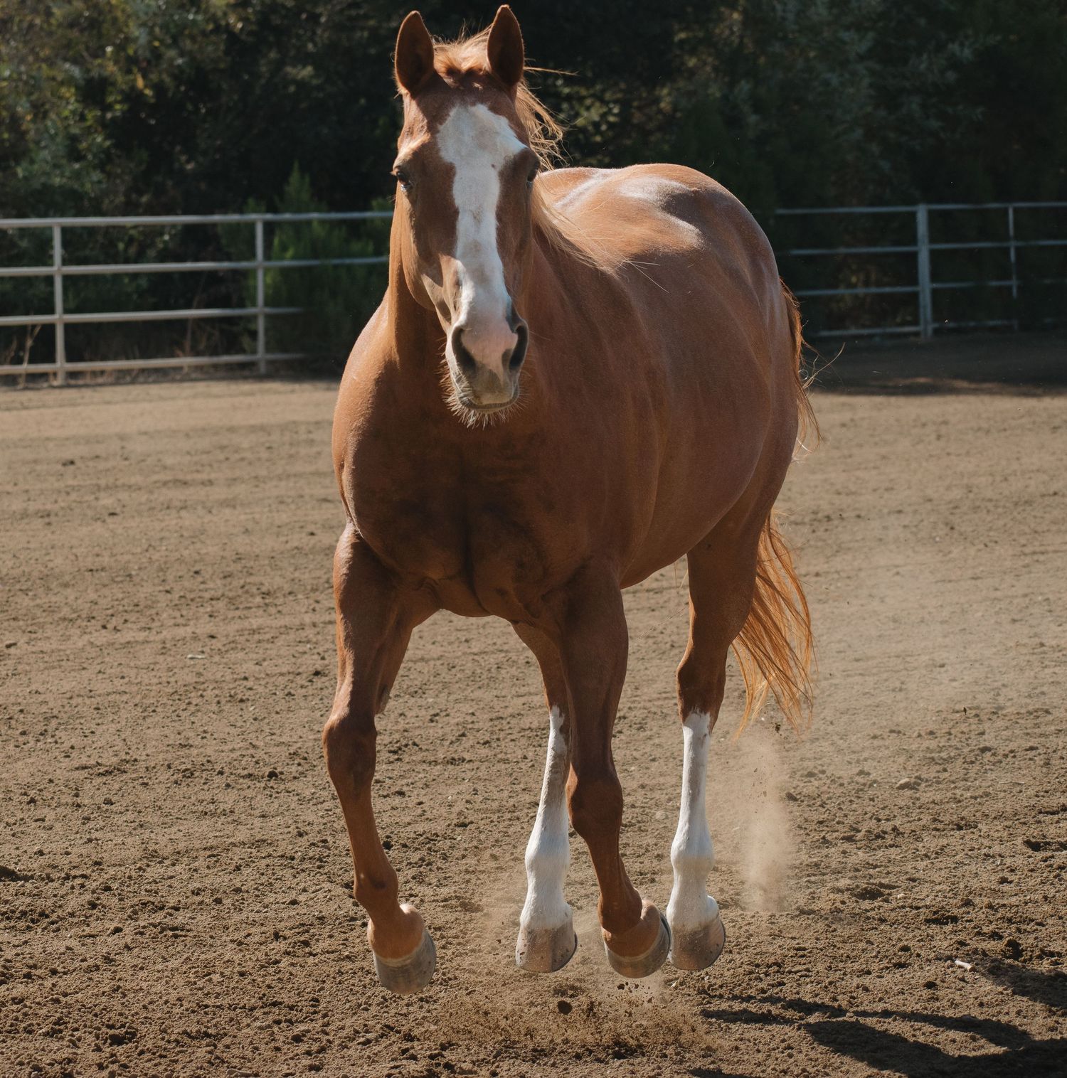 A chestnut horse with white markings trots freely in a sandy outdoor arena with trees in background.