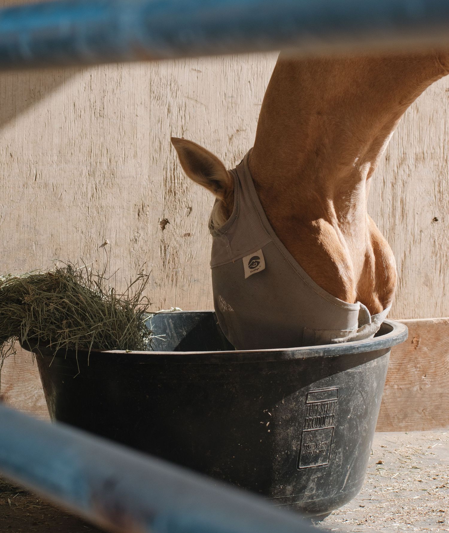 A chestnut horse wearing a grazing muzzle eats hay from a black rubber feed bucket in a stable.