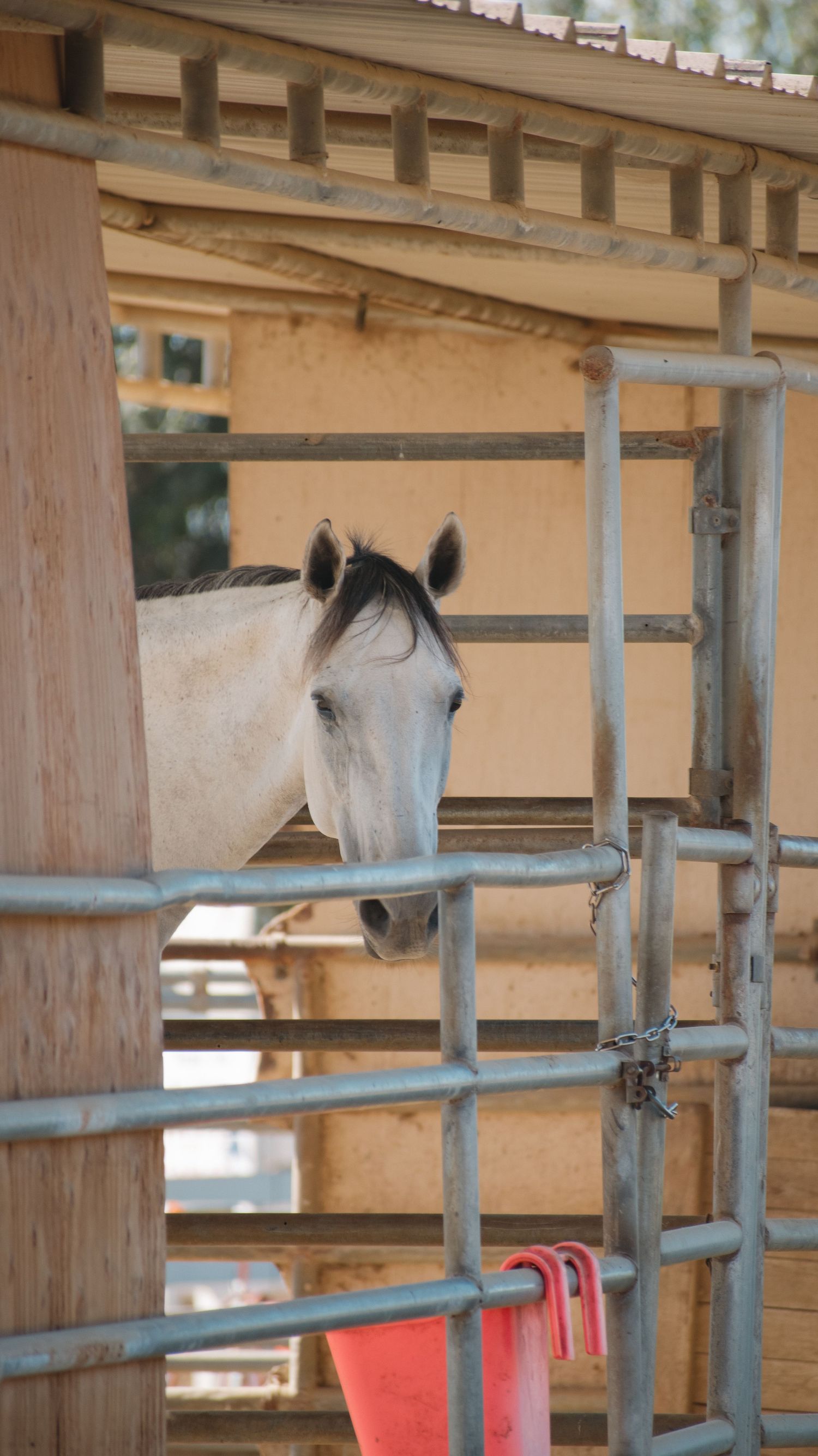 A white horse peers through metal gate rails at a wooden stable enclosure.