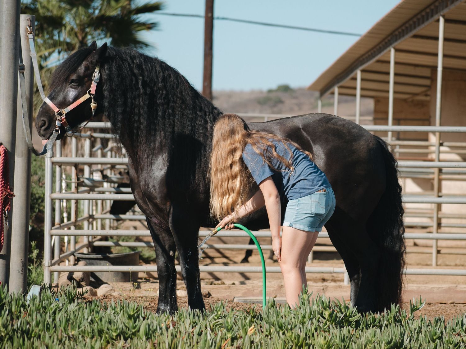 Young woman with long hair grooming a black horse with a hose in a sunny ranch corral.
