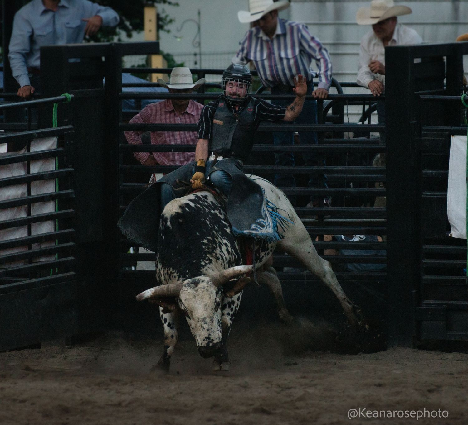 A bull rider grips tightly as a black and white bull bucks in a rodeo arena.