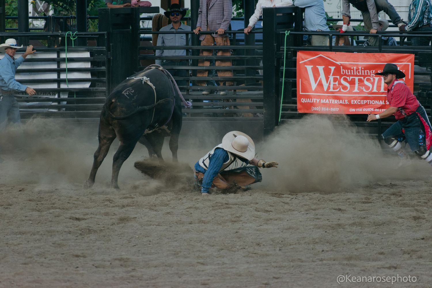 A cowboy falls to the ground after being thrown from a bucking bull at a rodeo.