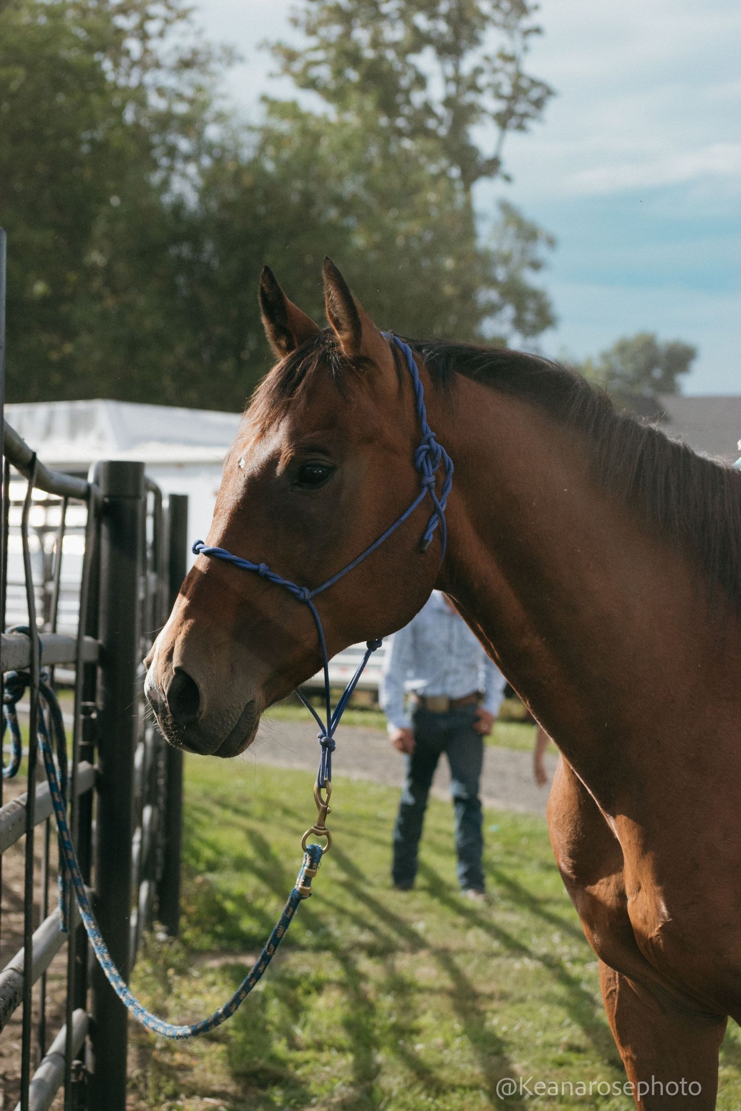 Close-up portrait of a chestnut horse wearing a blue halter at an outdoor equestrian event.