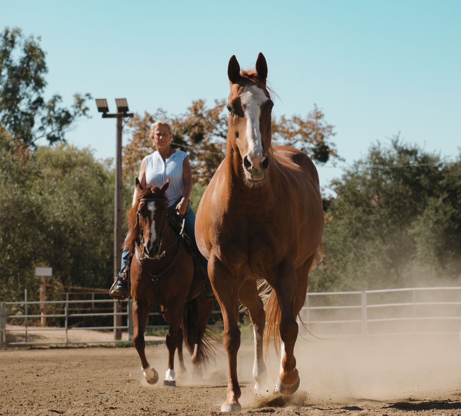 A rider on a dark horse leads a chestnut horse in a dusty outdoor arena with trees in the background.