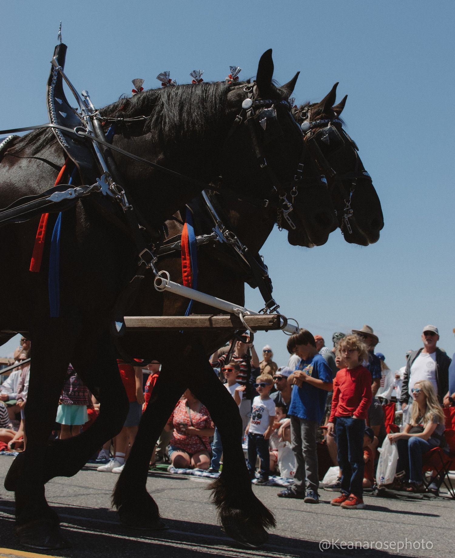 Two large black draft horses in harness march past spectators lining the street at a summer parade.