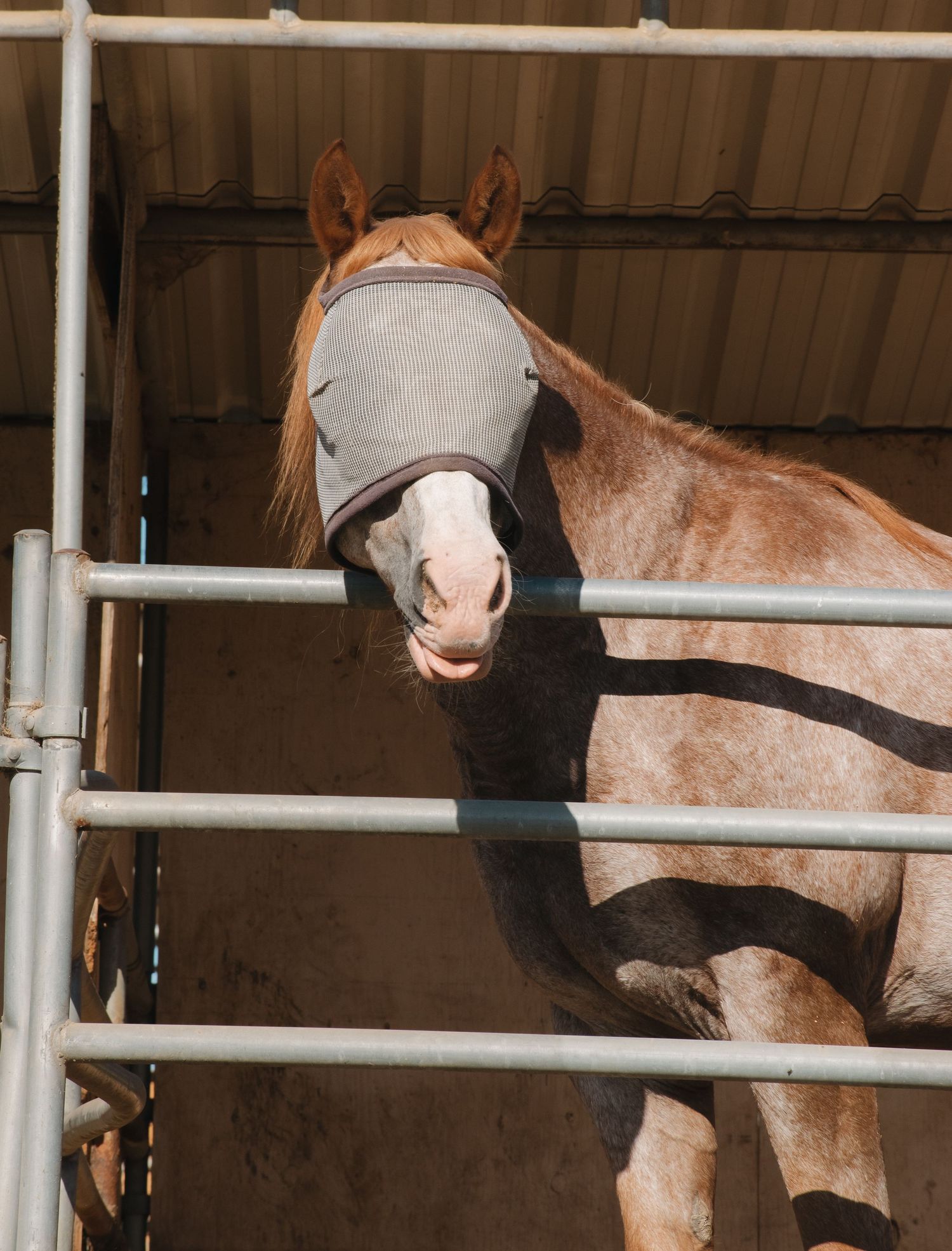 A chestnut horse wearing a fly mask stands behind metal rails in a sunny stable enclosure.