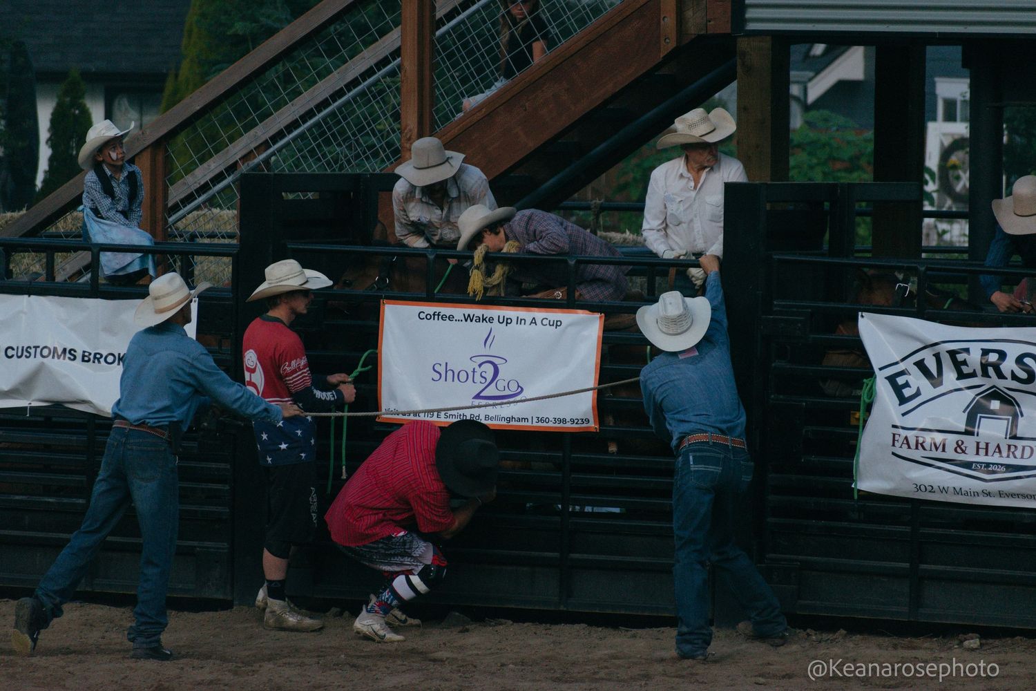 Cowboys prepare a bull behind the chute at an outdoor rodeo event.