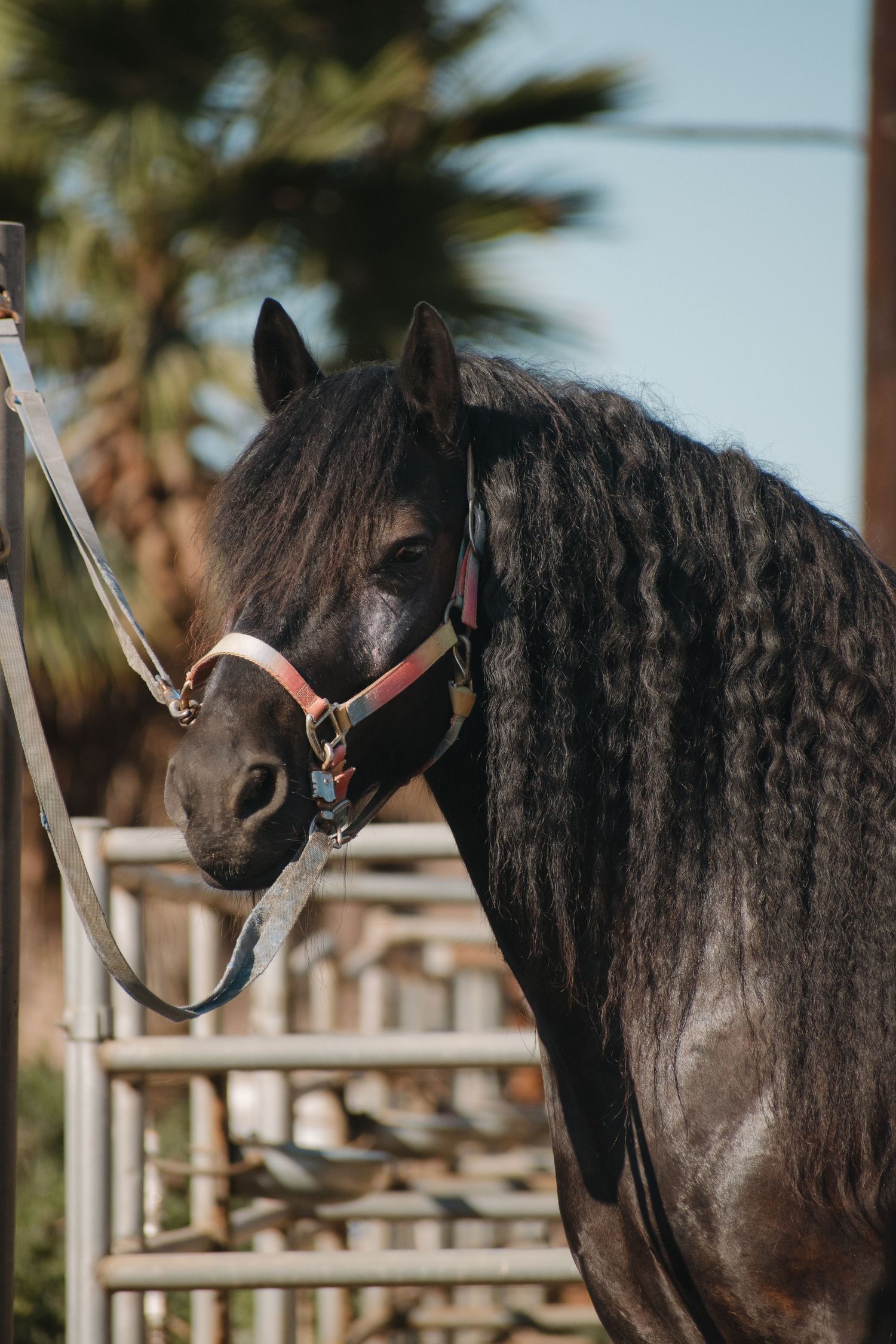 Dark black horse wearing a red and white halter tied to a fence post with palm trees in the background.
