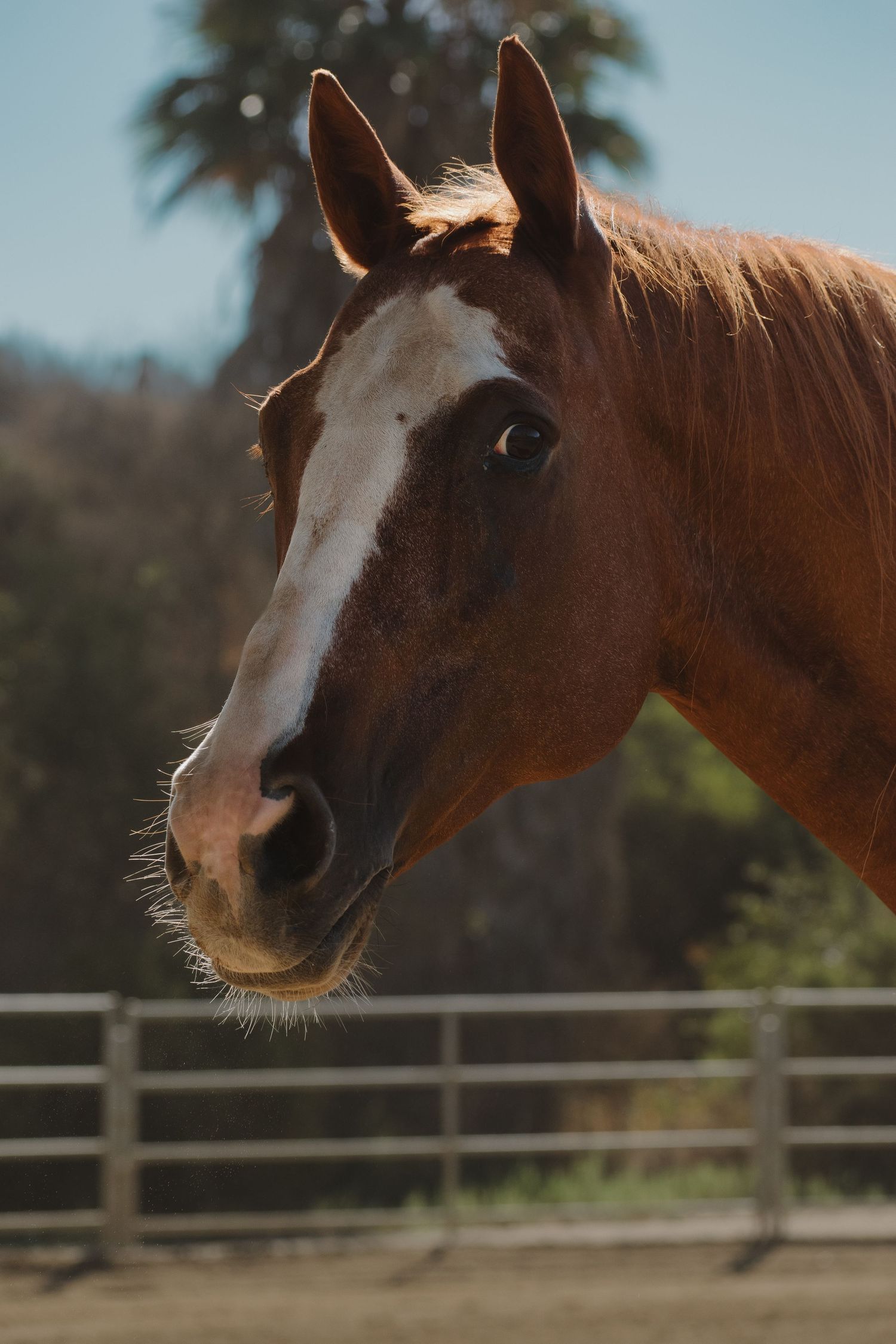 Close-up portrait of a chestnut horse with a white blaze, standing in a sunny paddock with a palm tree backdrop.