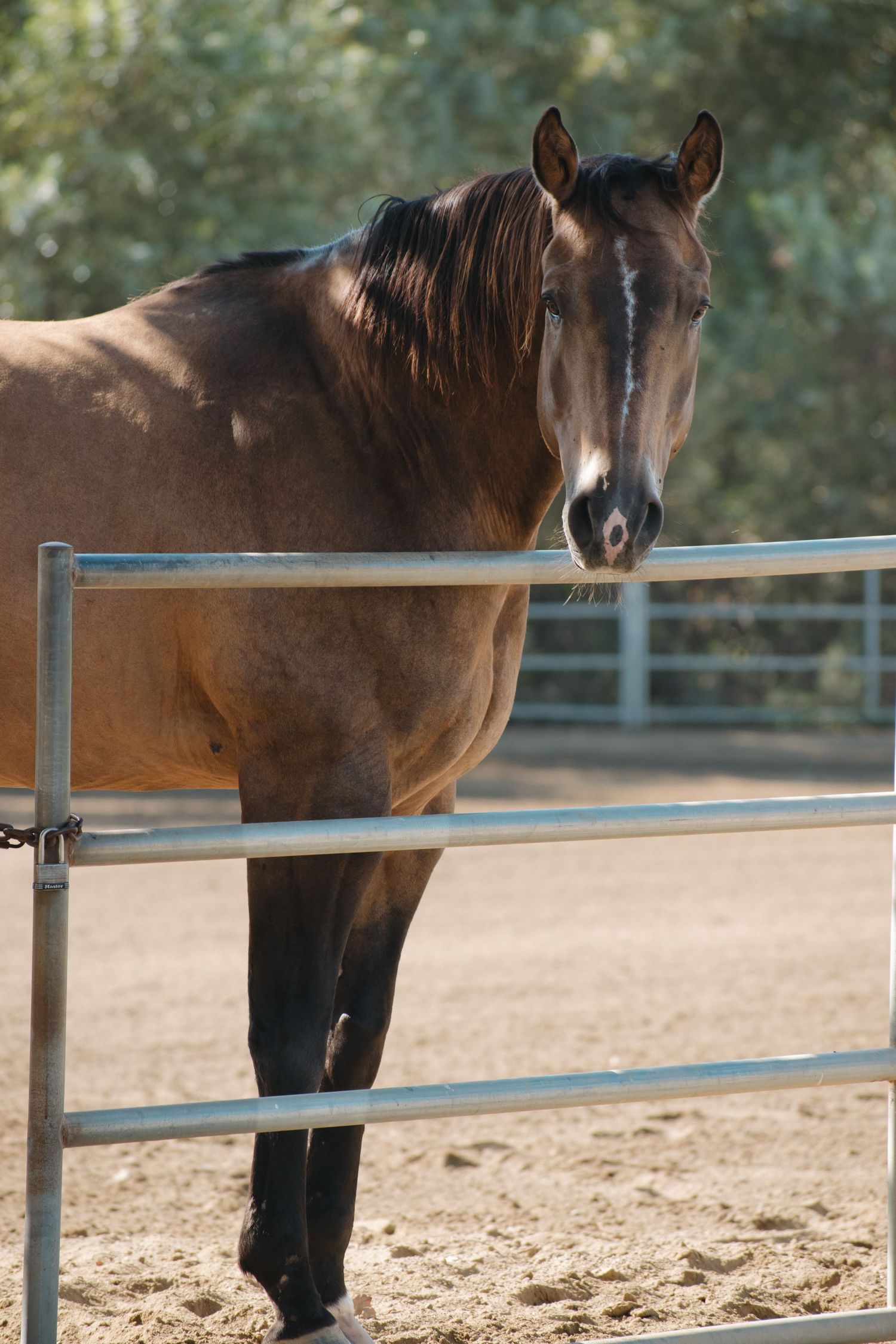 Brown bay horse standing behind a metal fence rail in a sandy paddock with trees behind.