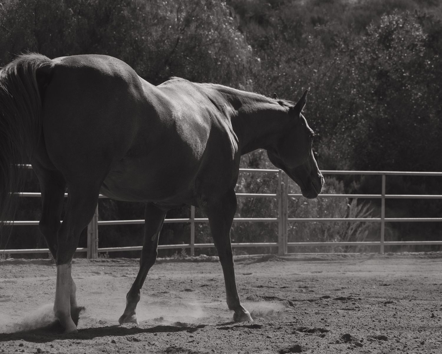 Black and white photo of a horse walking in a sandy paddock with wooden fence and trees in background.