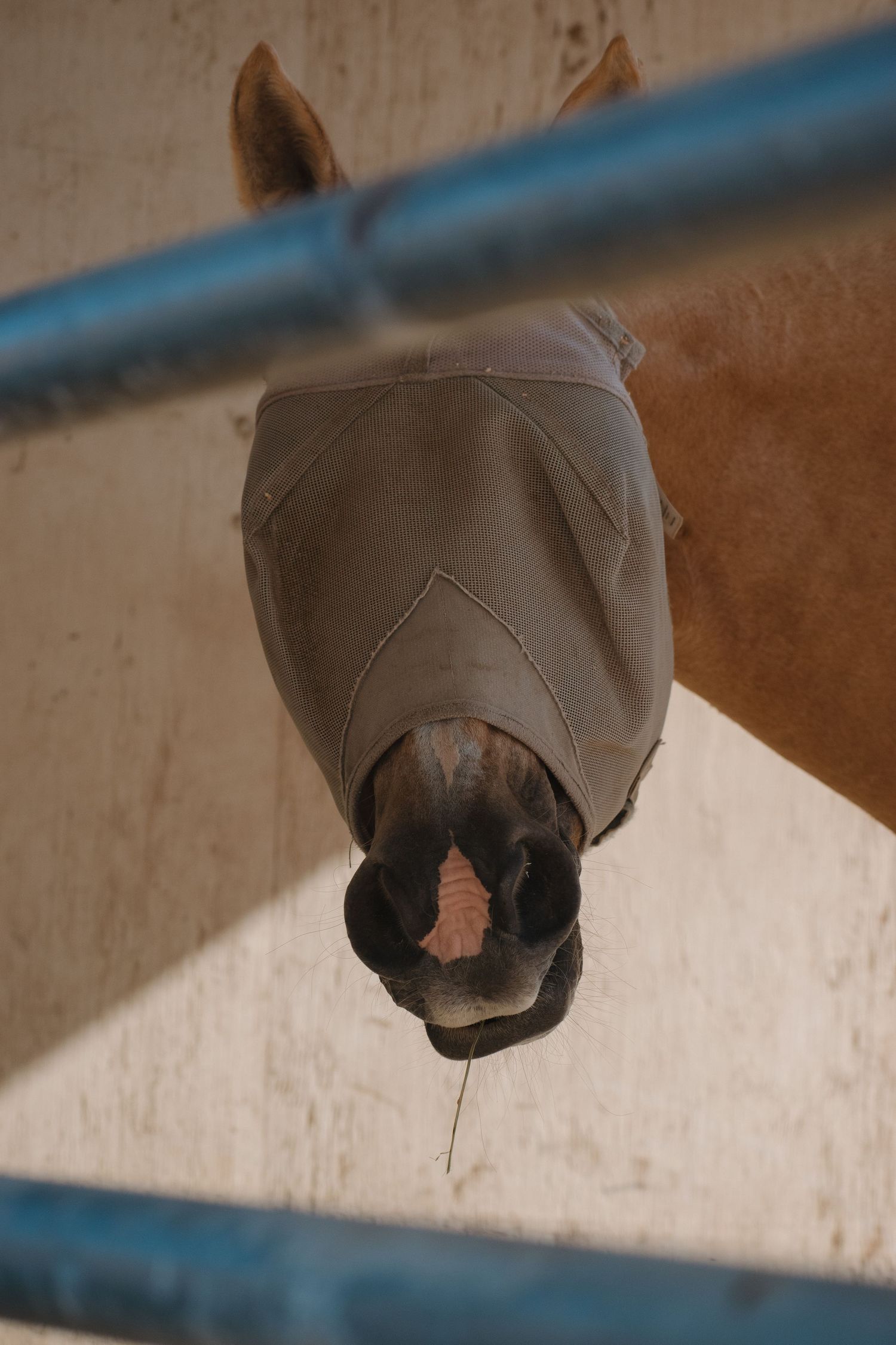 A brown horse wearing a fly mask peers through blue metal fence rails in a stable.