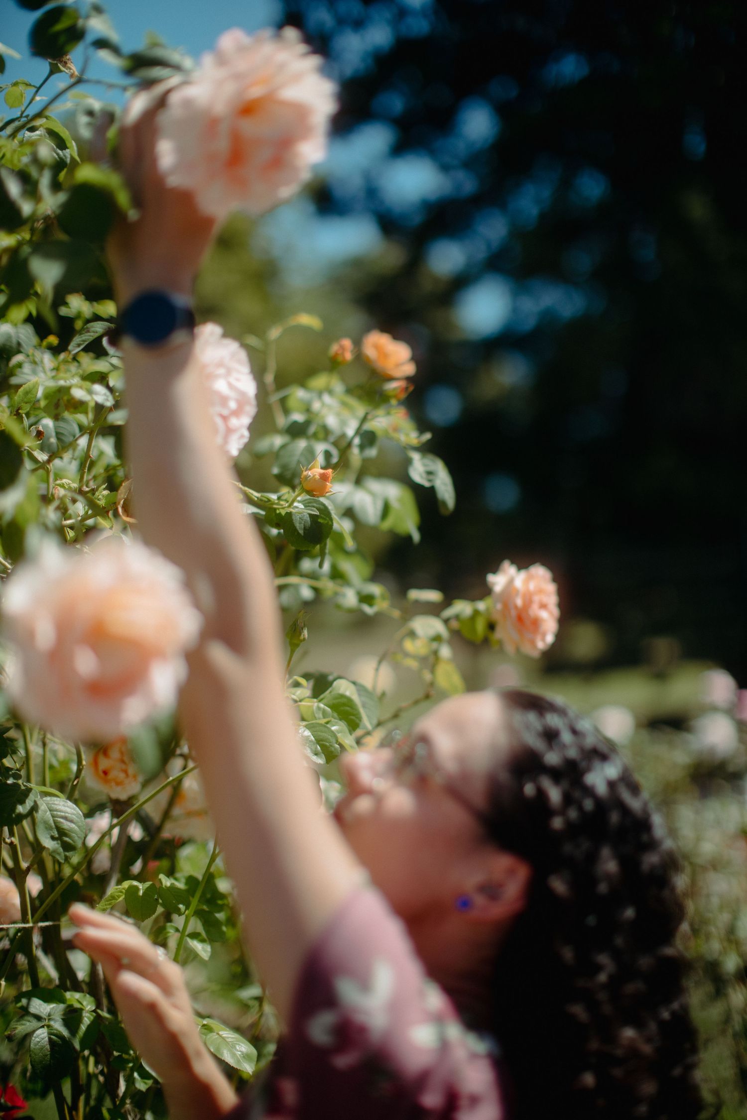 A woman in a pink floral dress reaches up to touch peach roses on a bush in a sunlit garden.