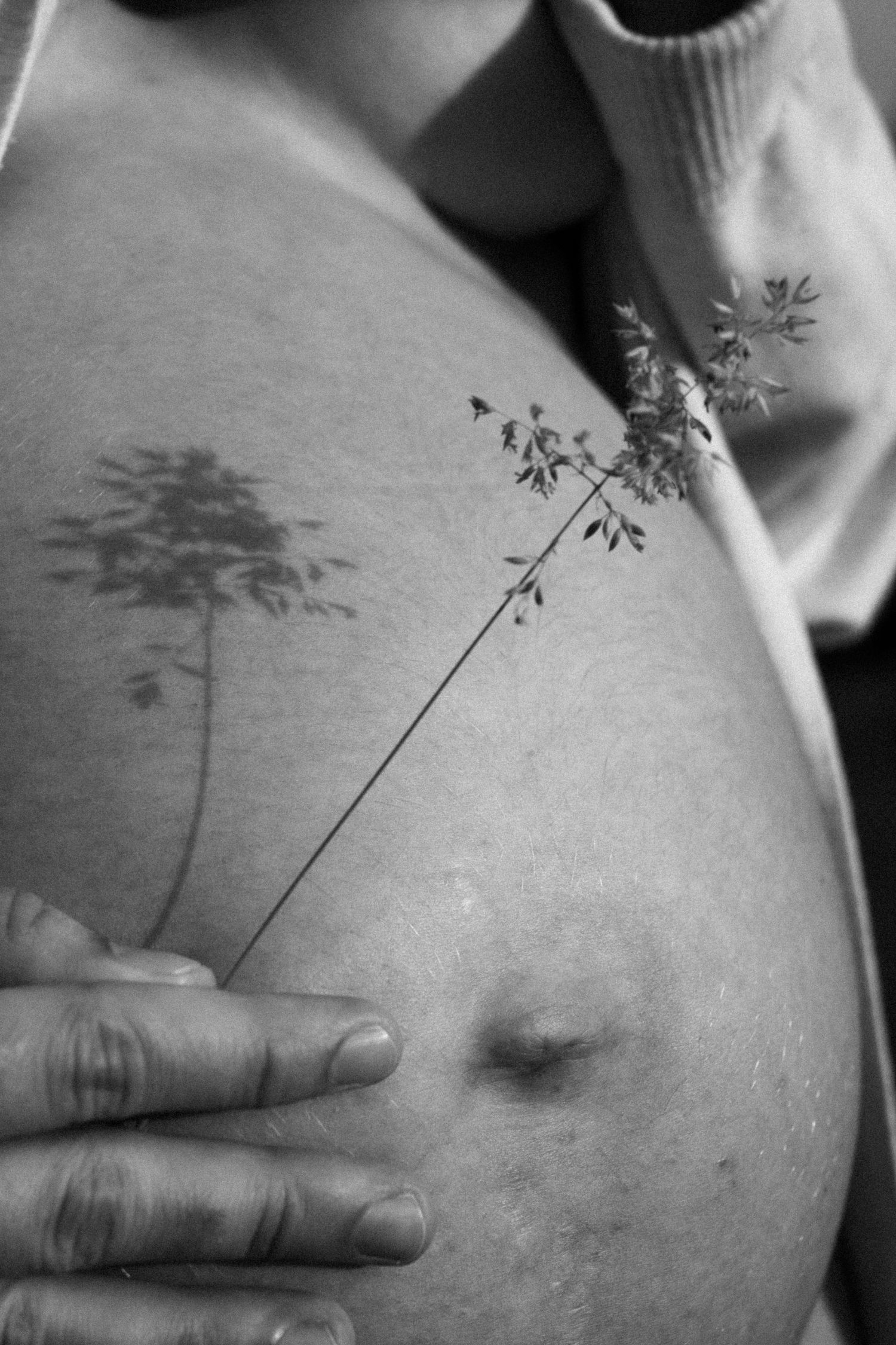 Black and white photo of pregnant belly with delicate tree tattoo and wildflower stem held against skin. By Soft Sacred Studios.