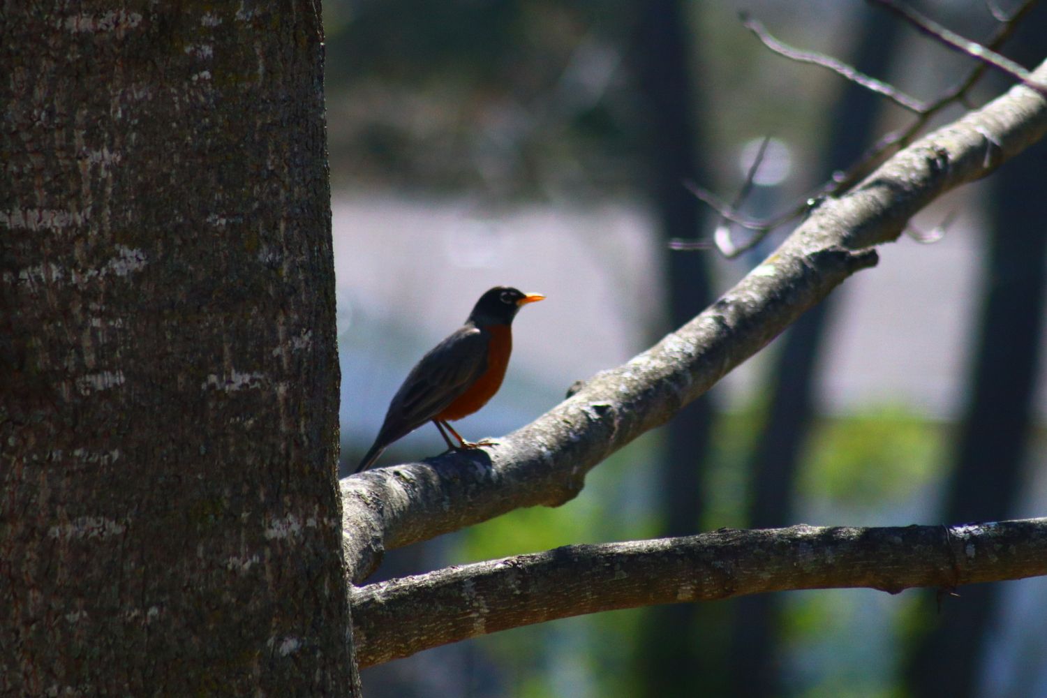 bird