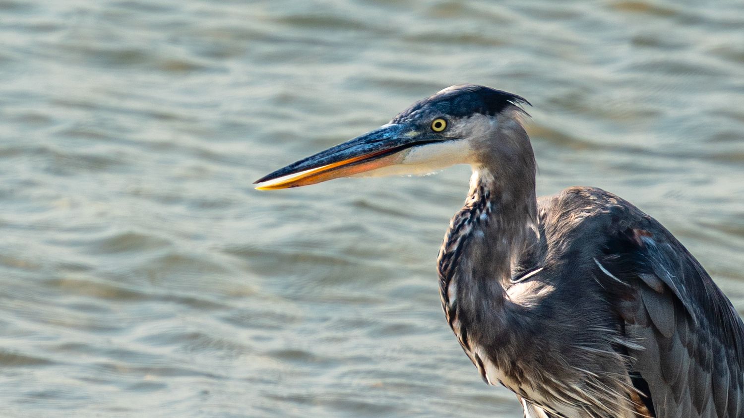 Great blue heron