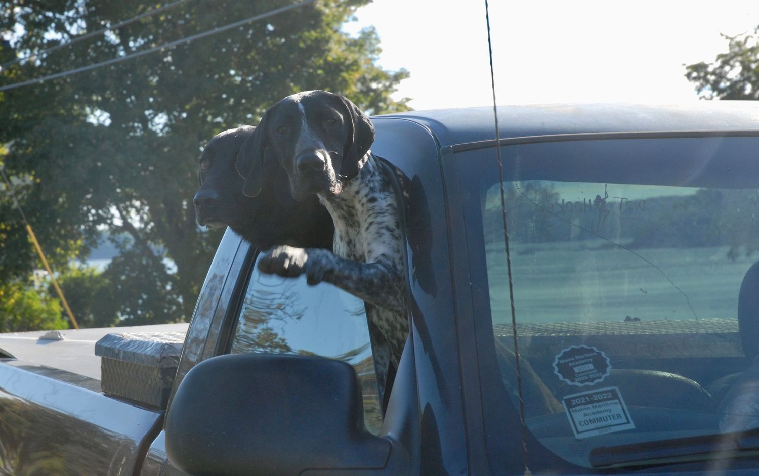 Two dogs hanging out of a truck window.