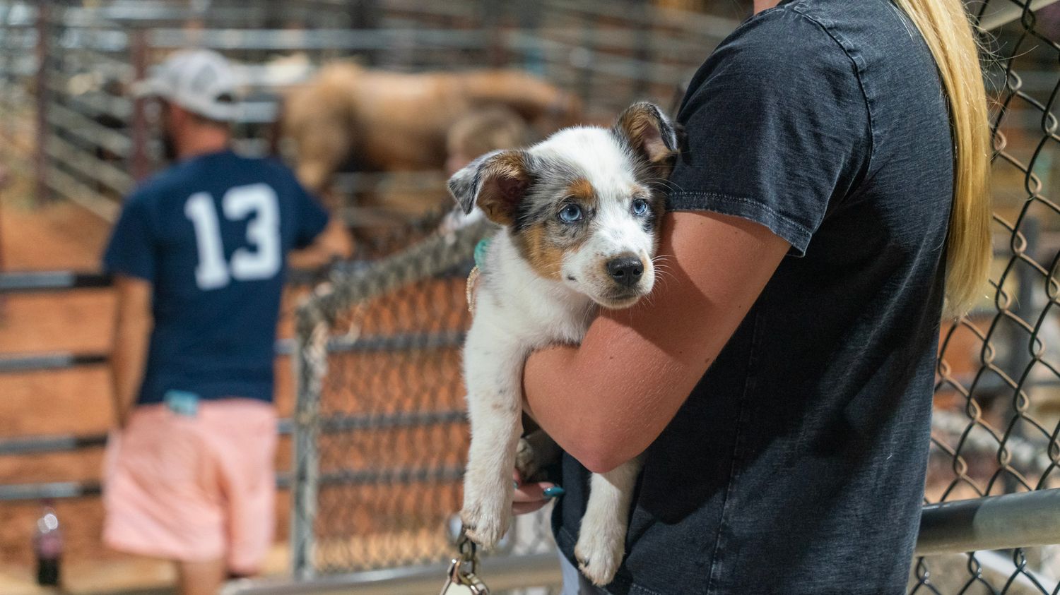 Puppy being held by girl