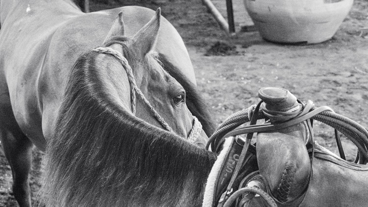 saddled up horse turning its head
