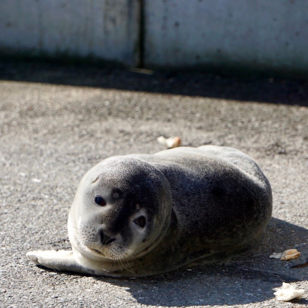 baby harbor seal.