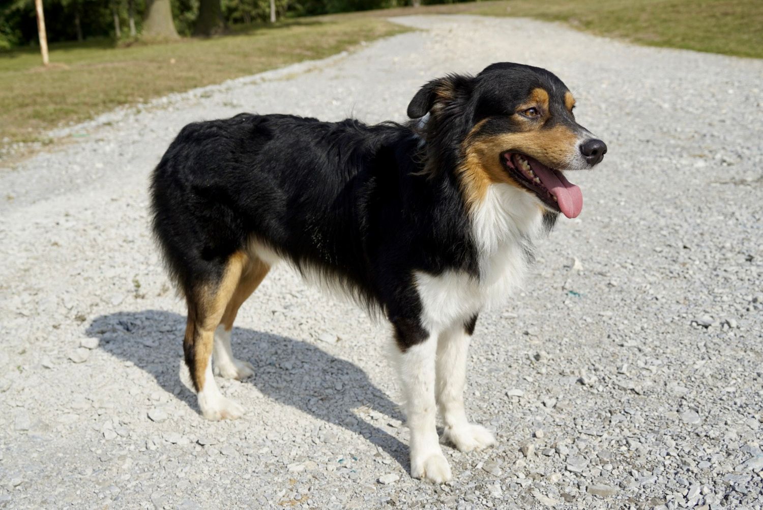 australian shepherd
