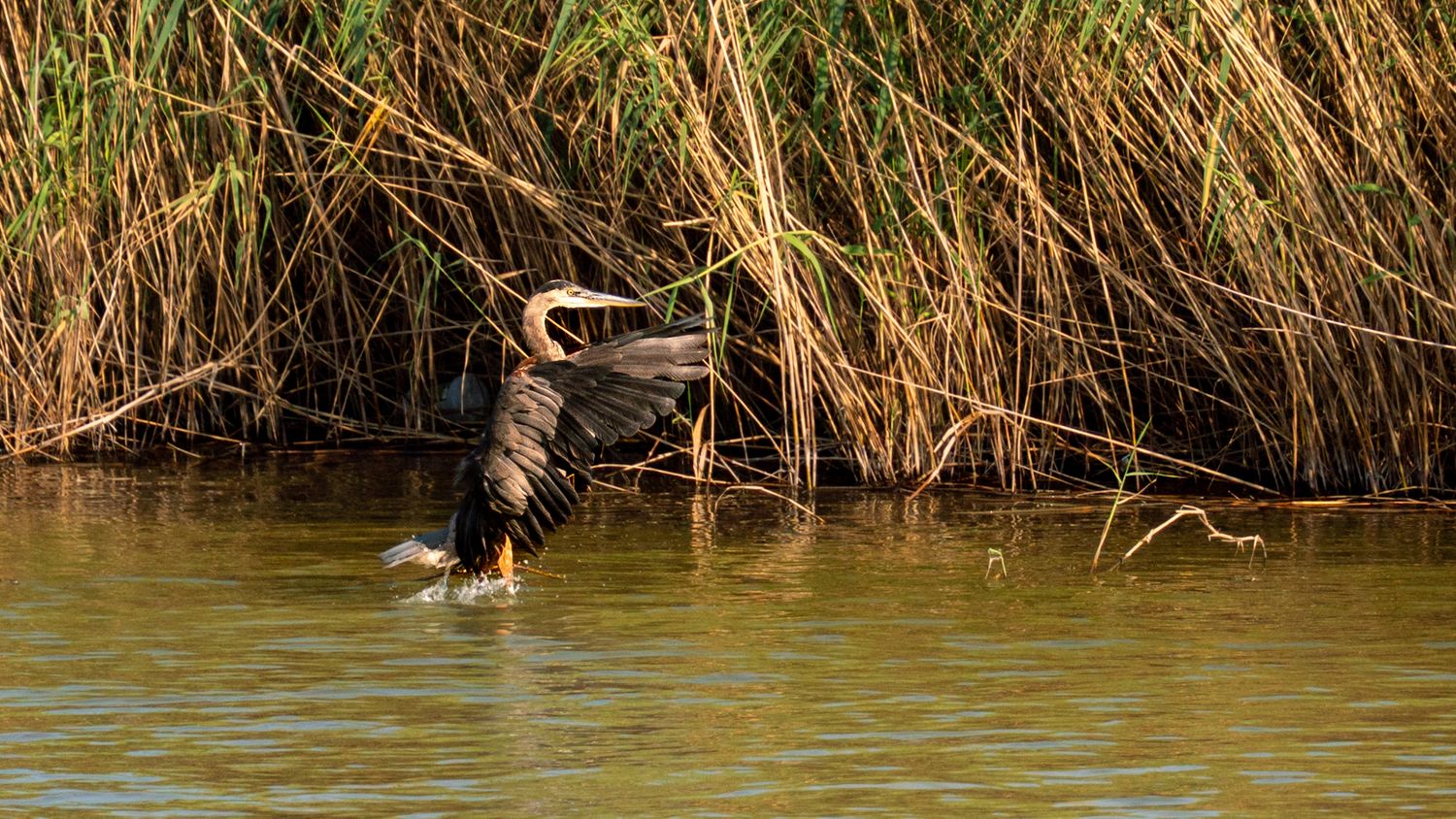 Heron landing in water.