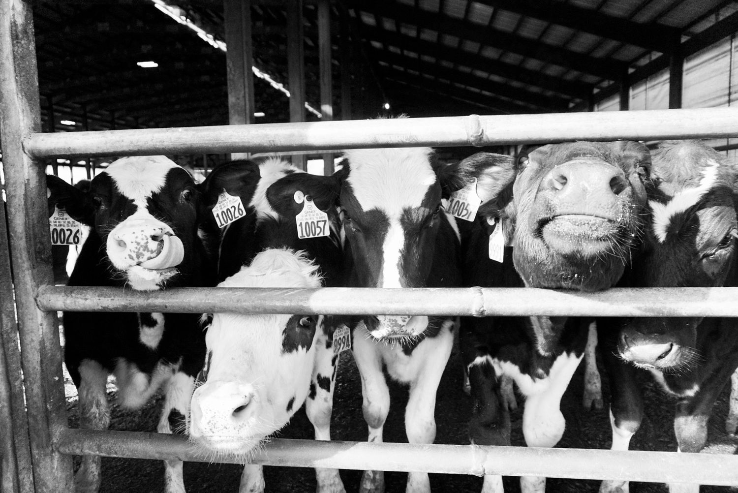 Cows looking through a gate.