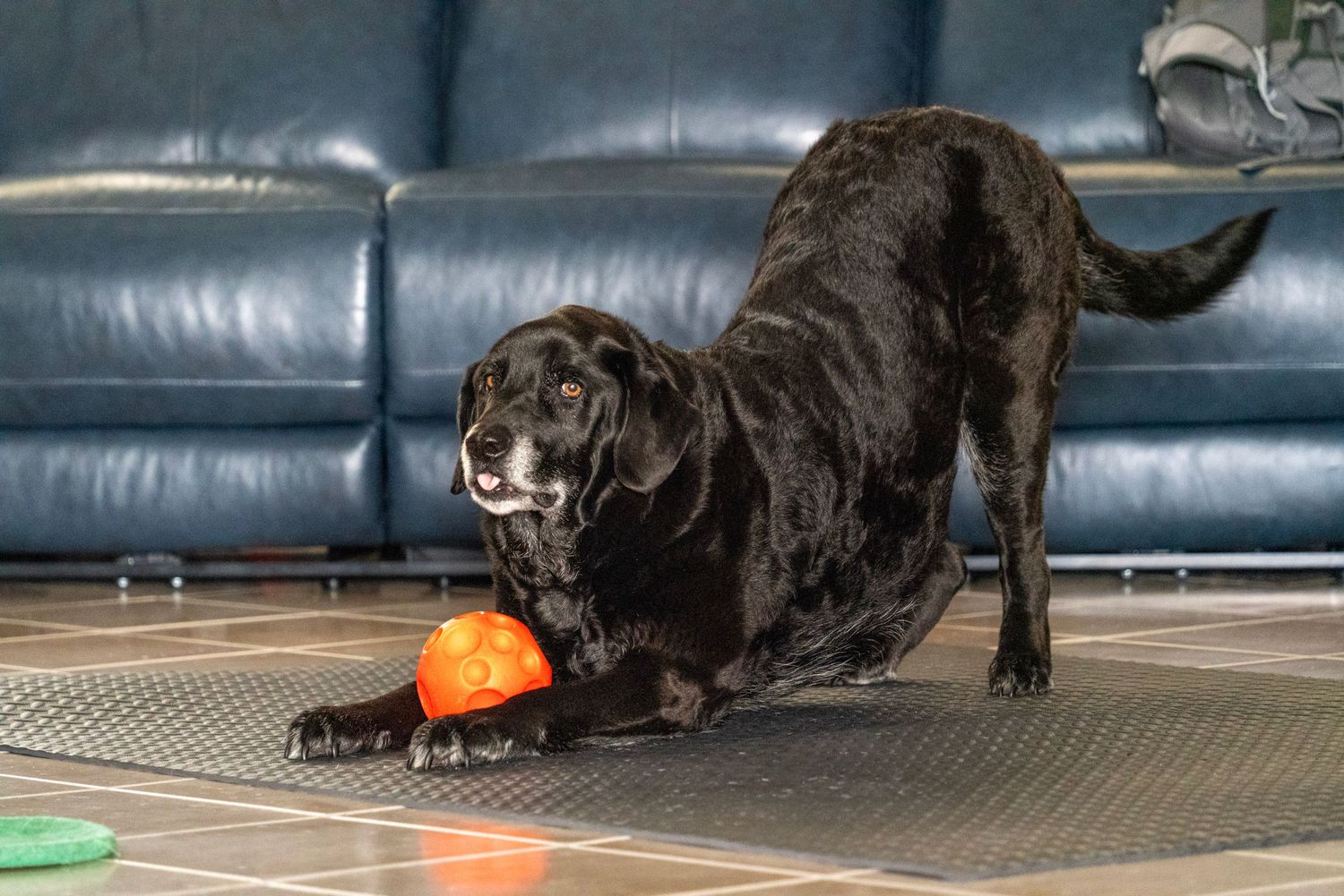 dog bowing