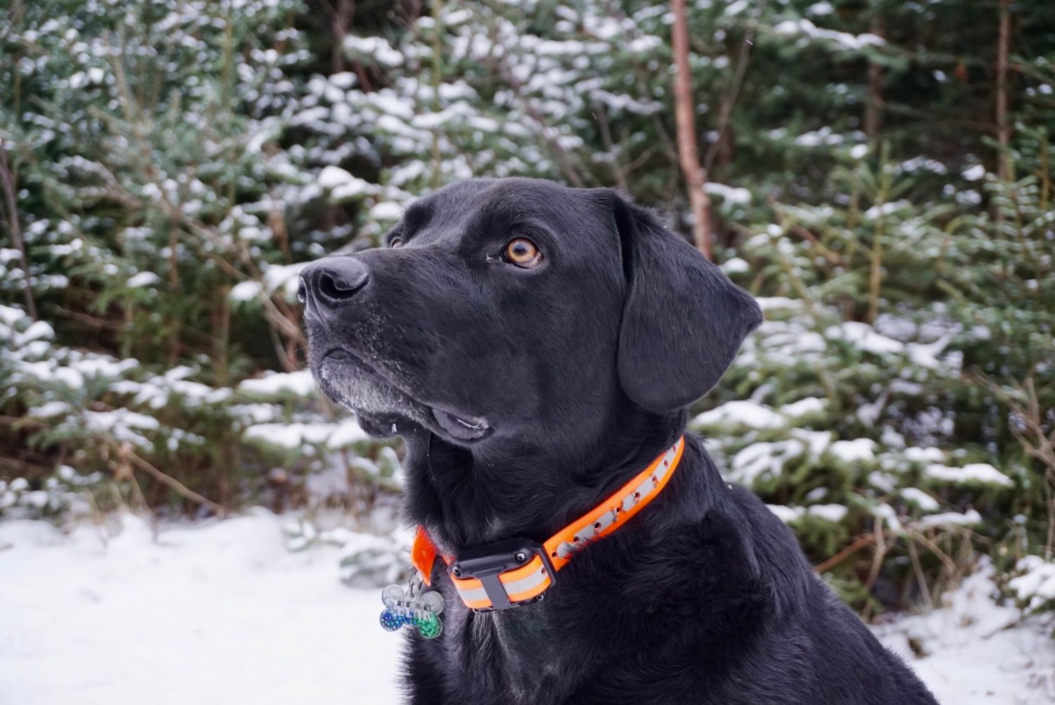 Black dog sitting in a snowy forest