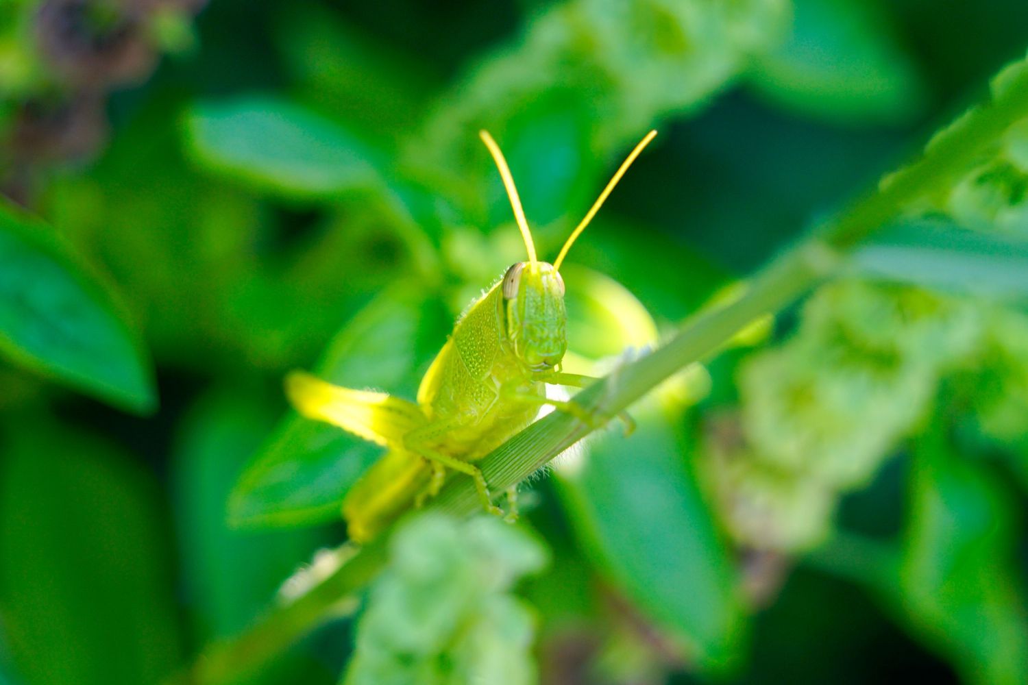 grasshopper on a leaf