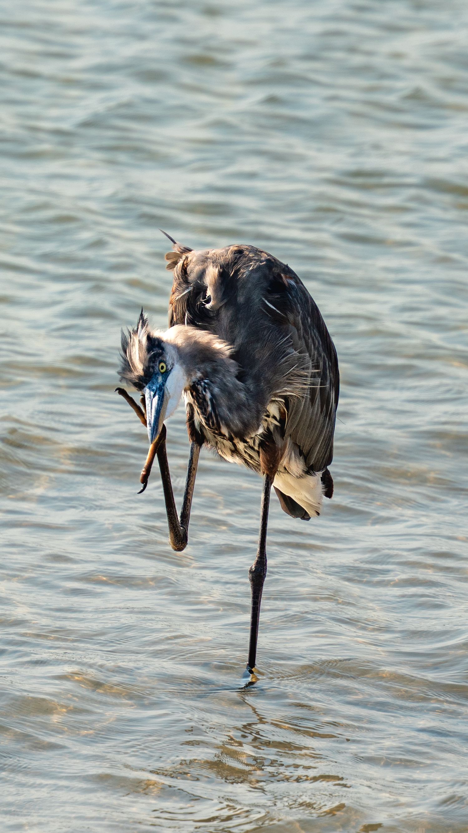 Great Blue heron itching head.