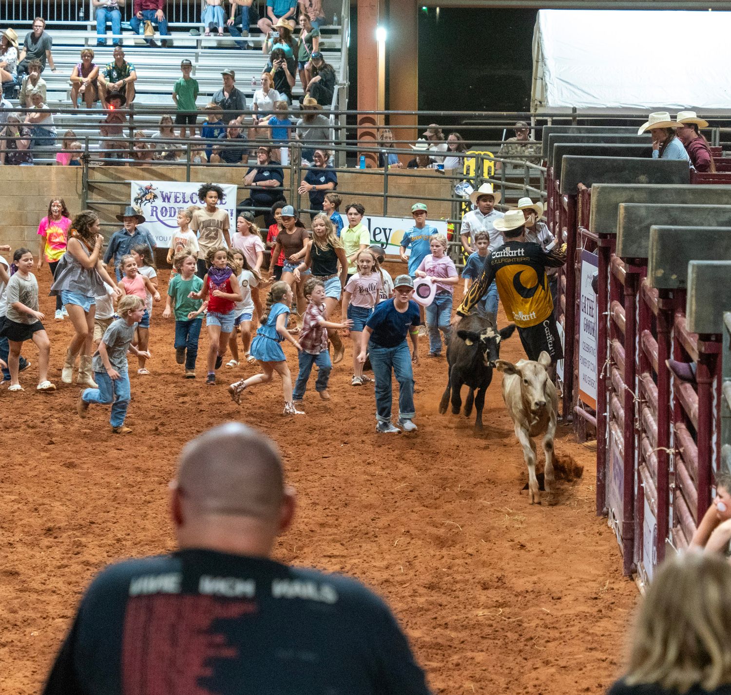 kids chasing calfs