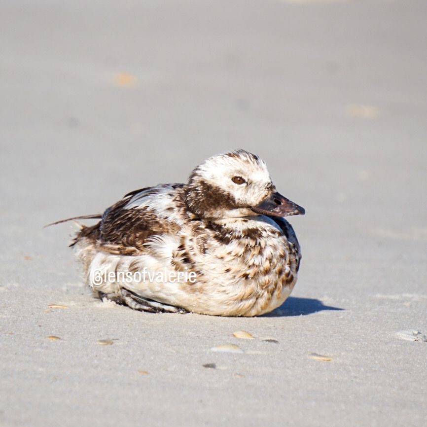 Duck sitting on a white sand beach.