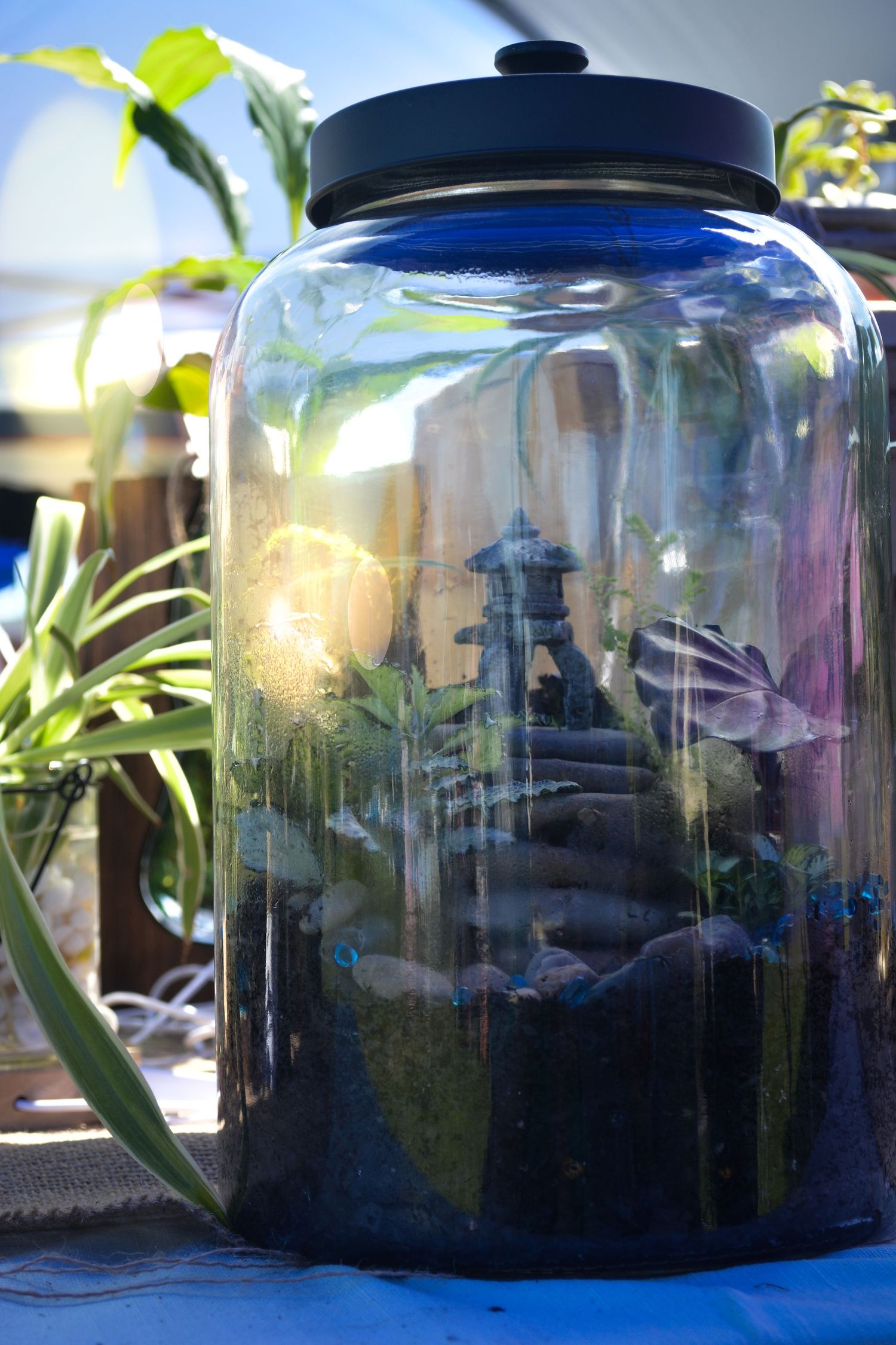 Plant Artistry - Beautiful handcrafted terriums.