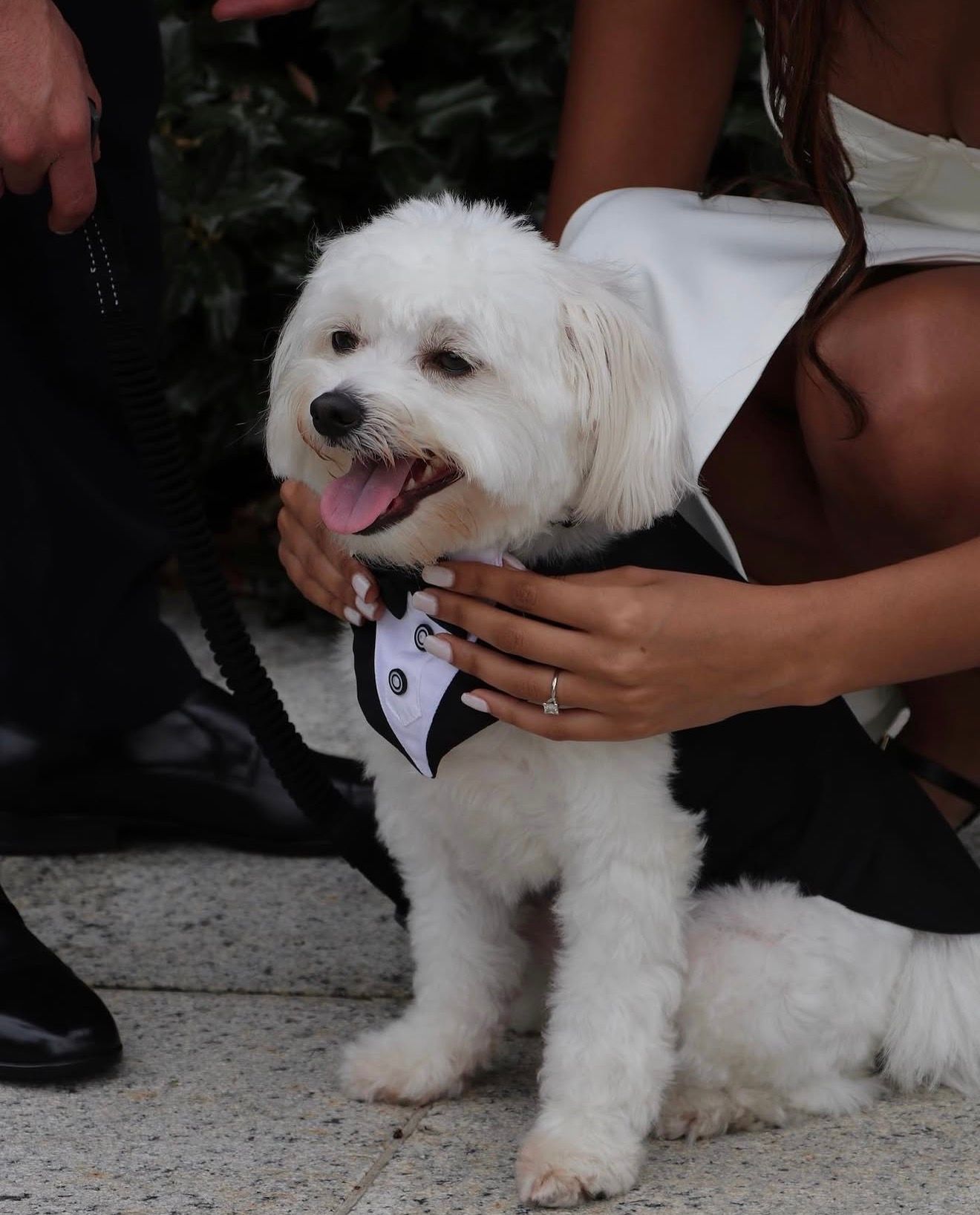 Small white fluffy dog being groomed and wearing a bowtie.