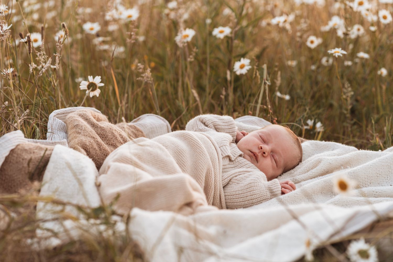 Newborn shoot vanaf 3 maanden in een margriet veld