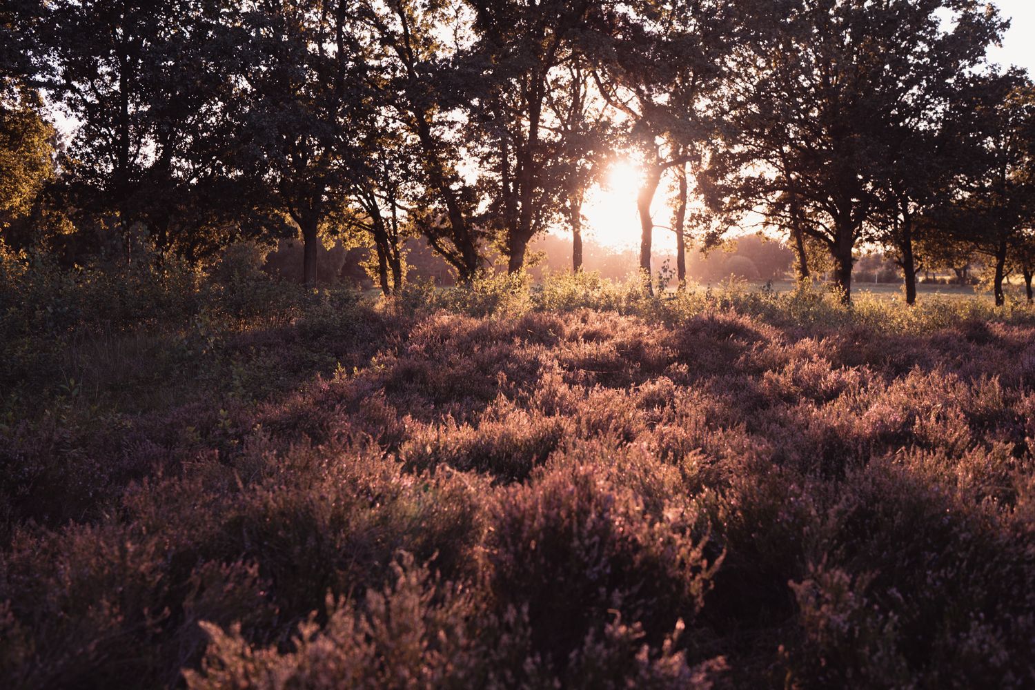 goldenhour fotoshoot in de paarse heide
