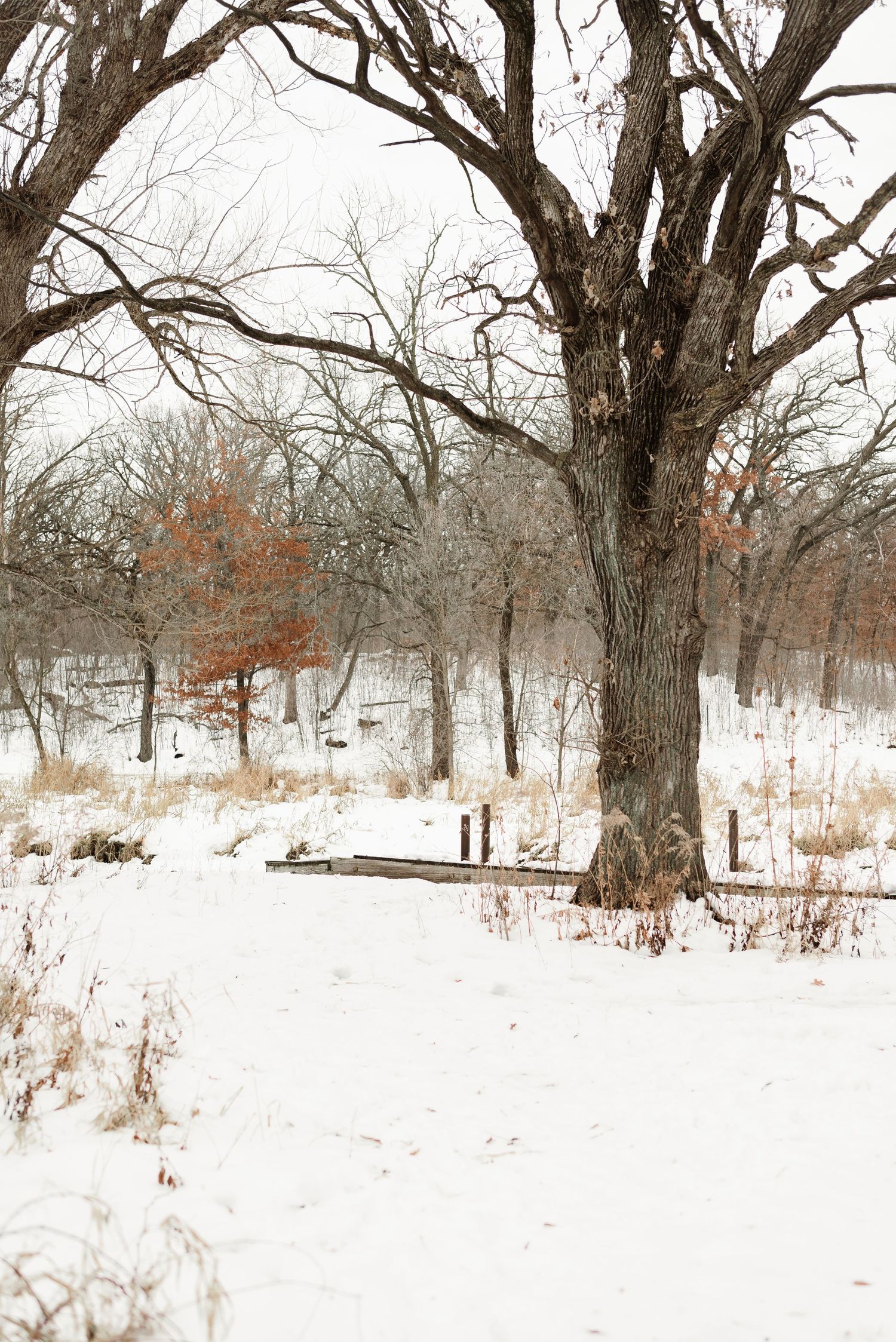 Big willow park in Plymouth Minnesota