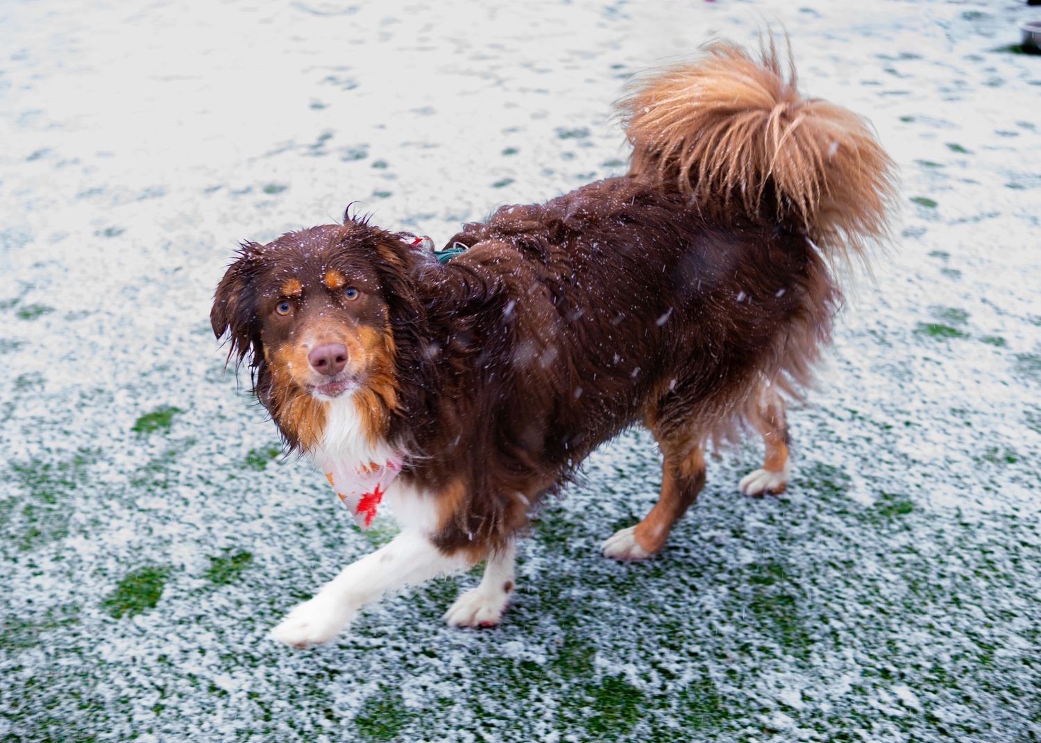 Wet brown Australian Shepherd dog standing on snow-dusted grass, looking at the camera.