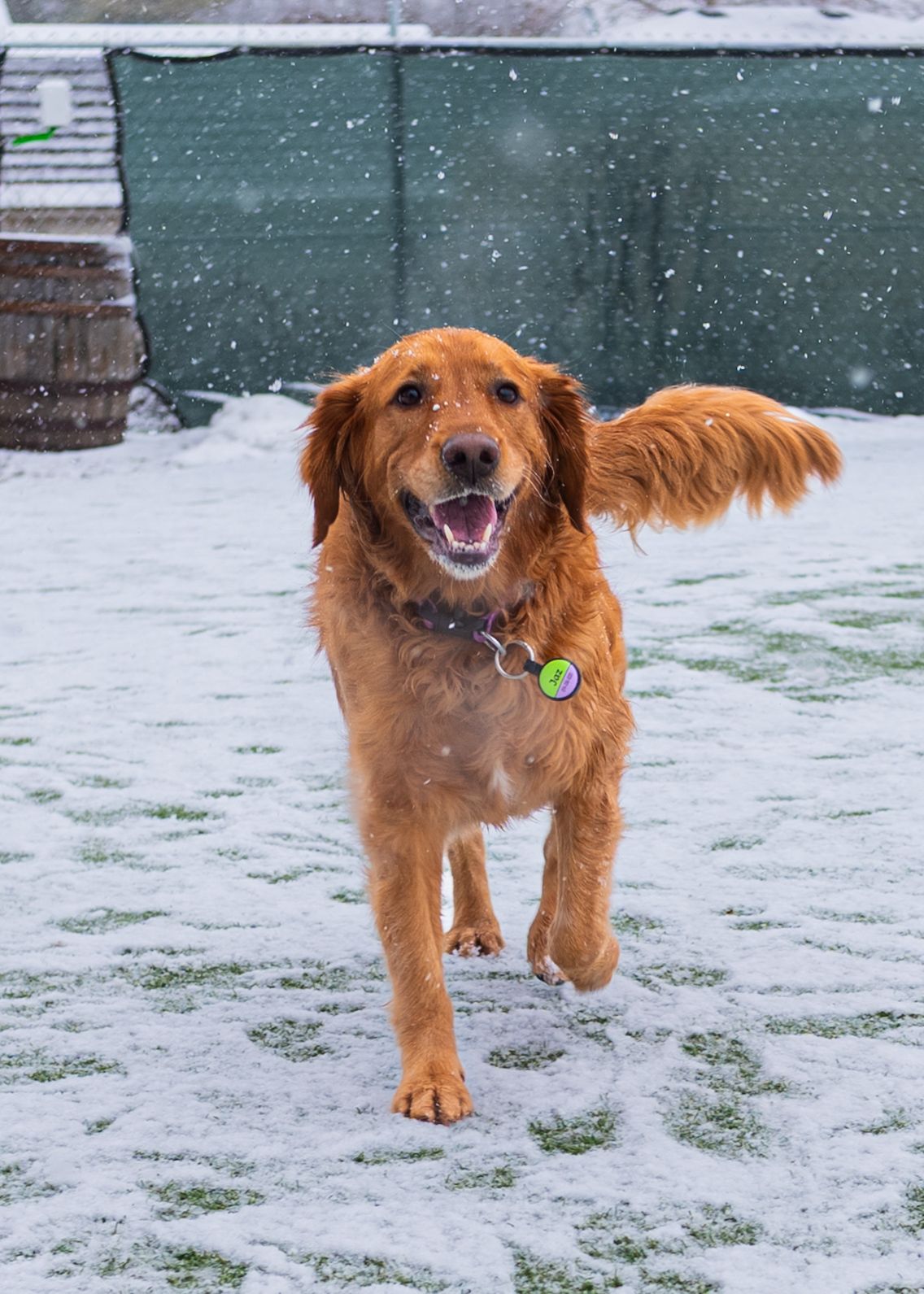 A happy golden retriever running through snow with mouth open and tail raised in a snowy backyard.