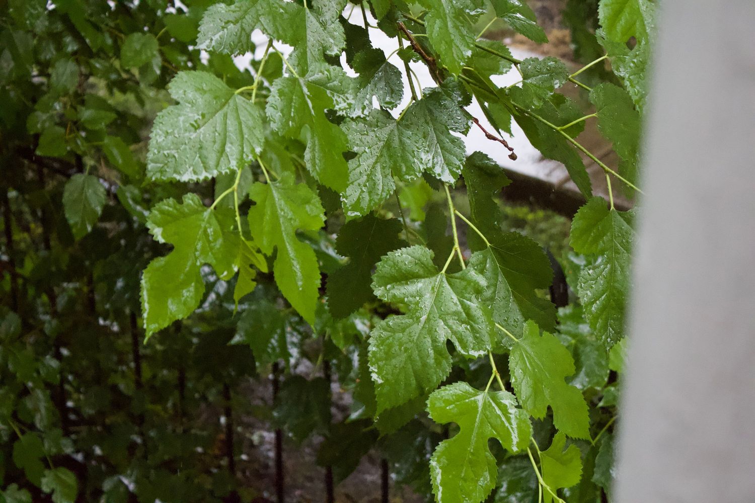 Wet green leaves glisten with raindrops on a branch hanging over a metal fence in the rain.