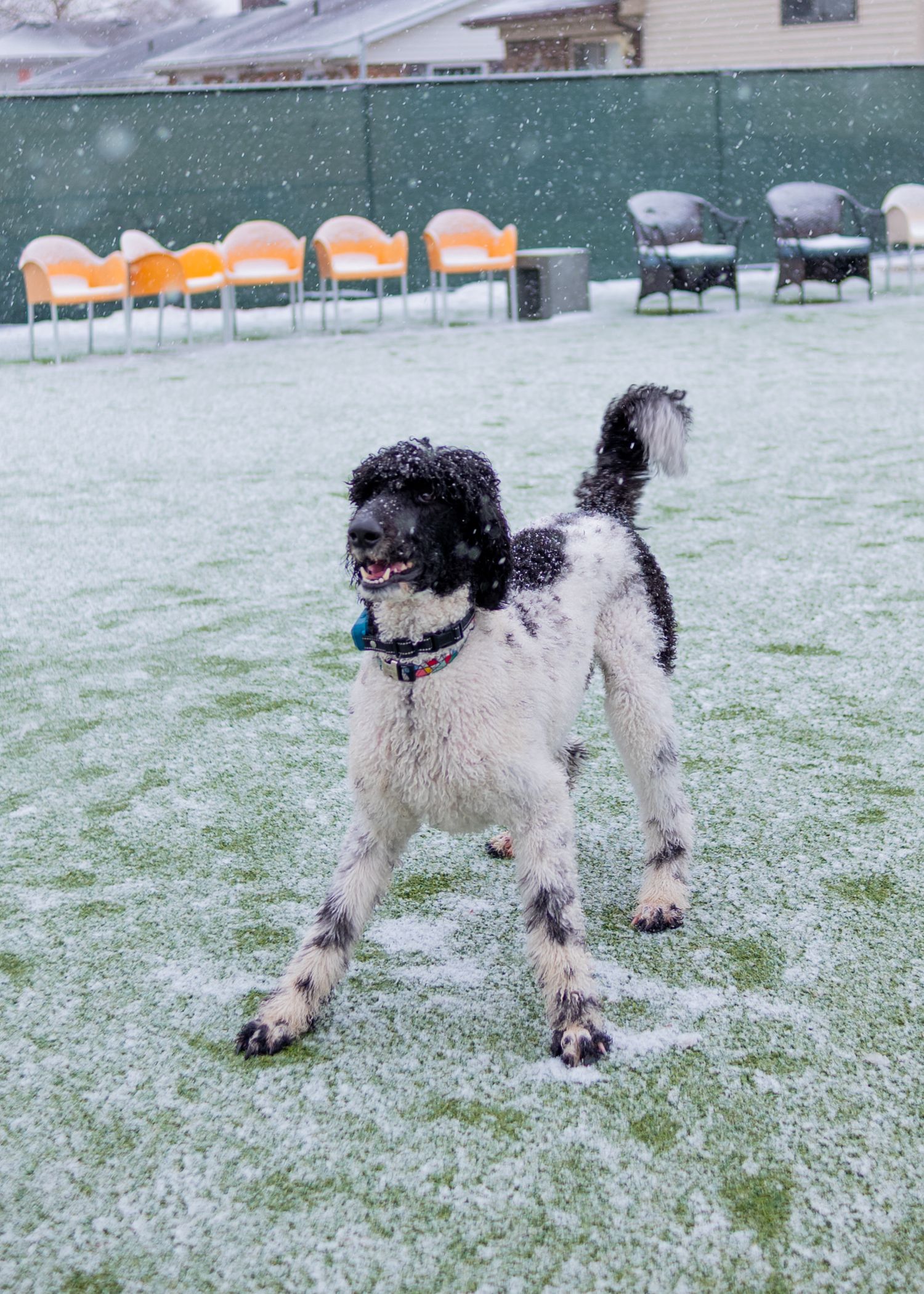 Black and white Bernedoodle dog playing on snow-dusted green grass in an outdoor play area.