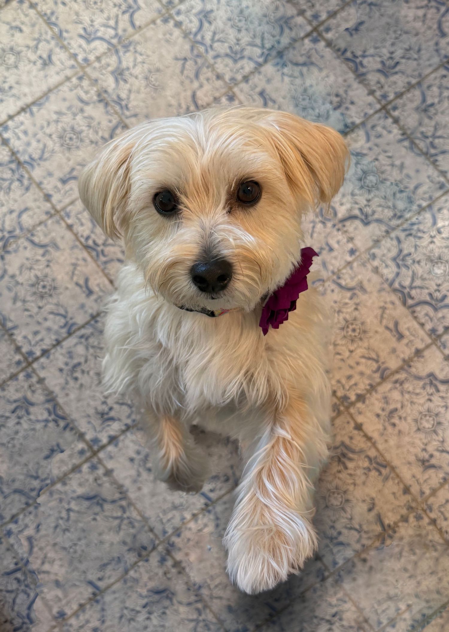 Adorable white Morkie puppy with a magenta bow collar sits on a tiled floor looking up at the camera.