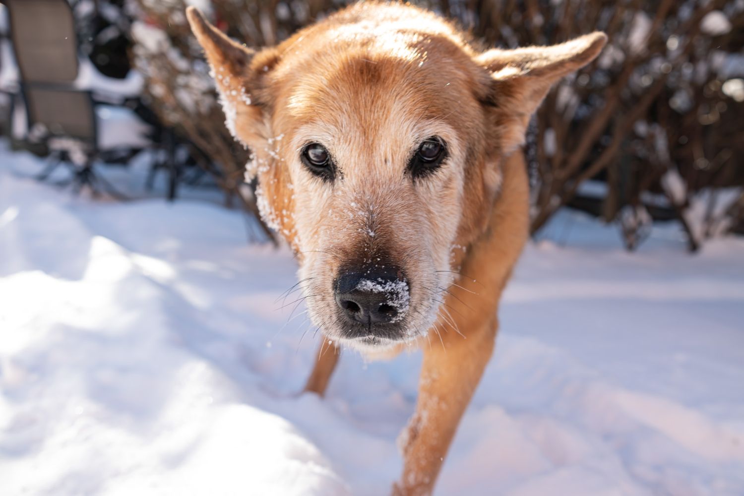 Senior golden retriever dog with snow on its nose standing in a snowy winter backyard.