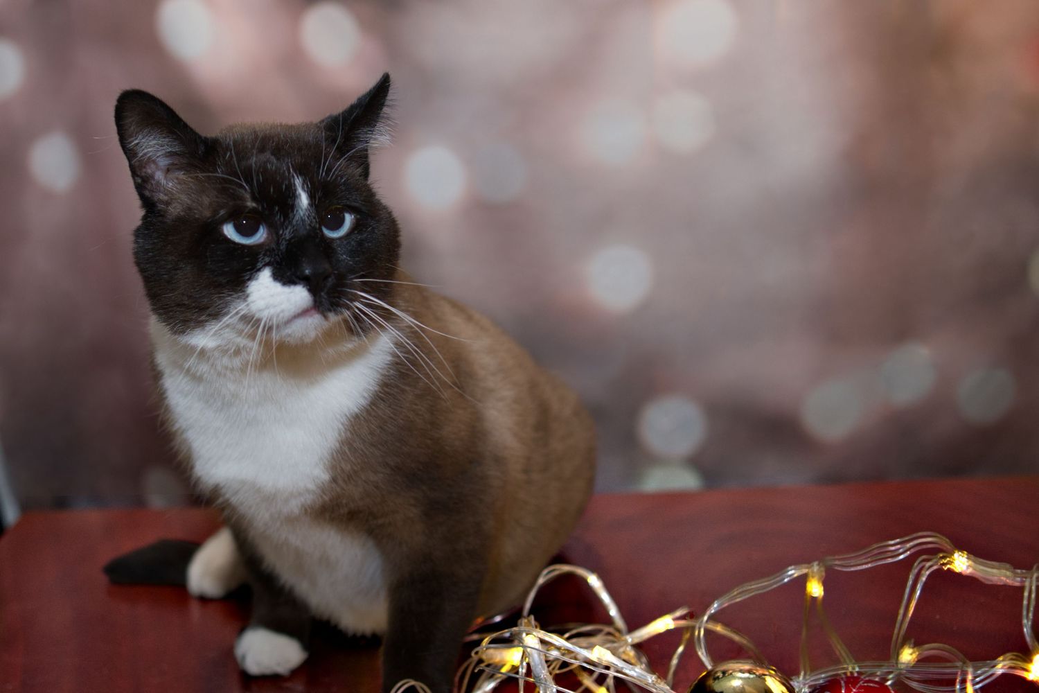 Snowshoe cat with blue eyes sitting near sparkling Christmas lights on a red surface.