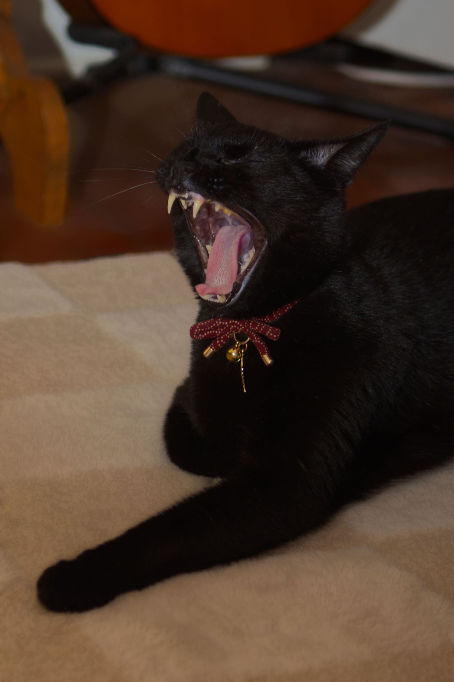 A black cat wearing a red collar yawning widely, showing sharp teeth while lying on a beige surface.
