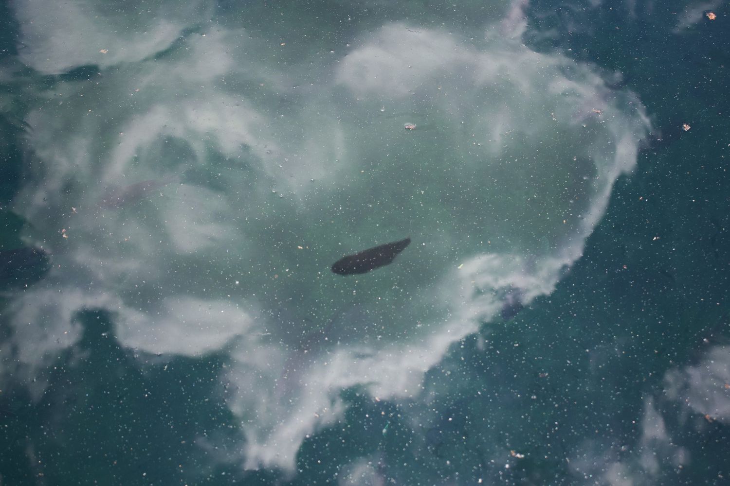 An aerial view of a dark whale swimming beneath cloudy green ocean waters.